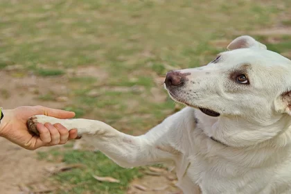 How to train a dog? Roznama Pakistan Pets