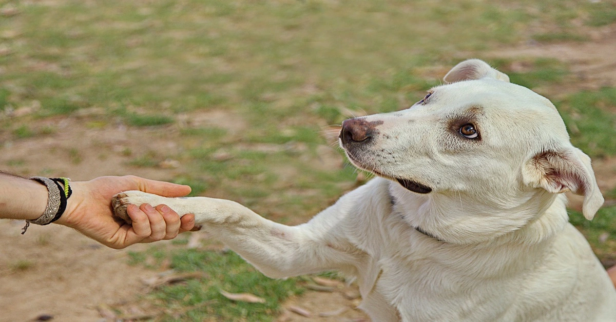 How to train a dog? Roznama Pakistan Pets
