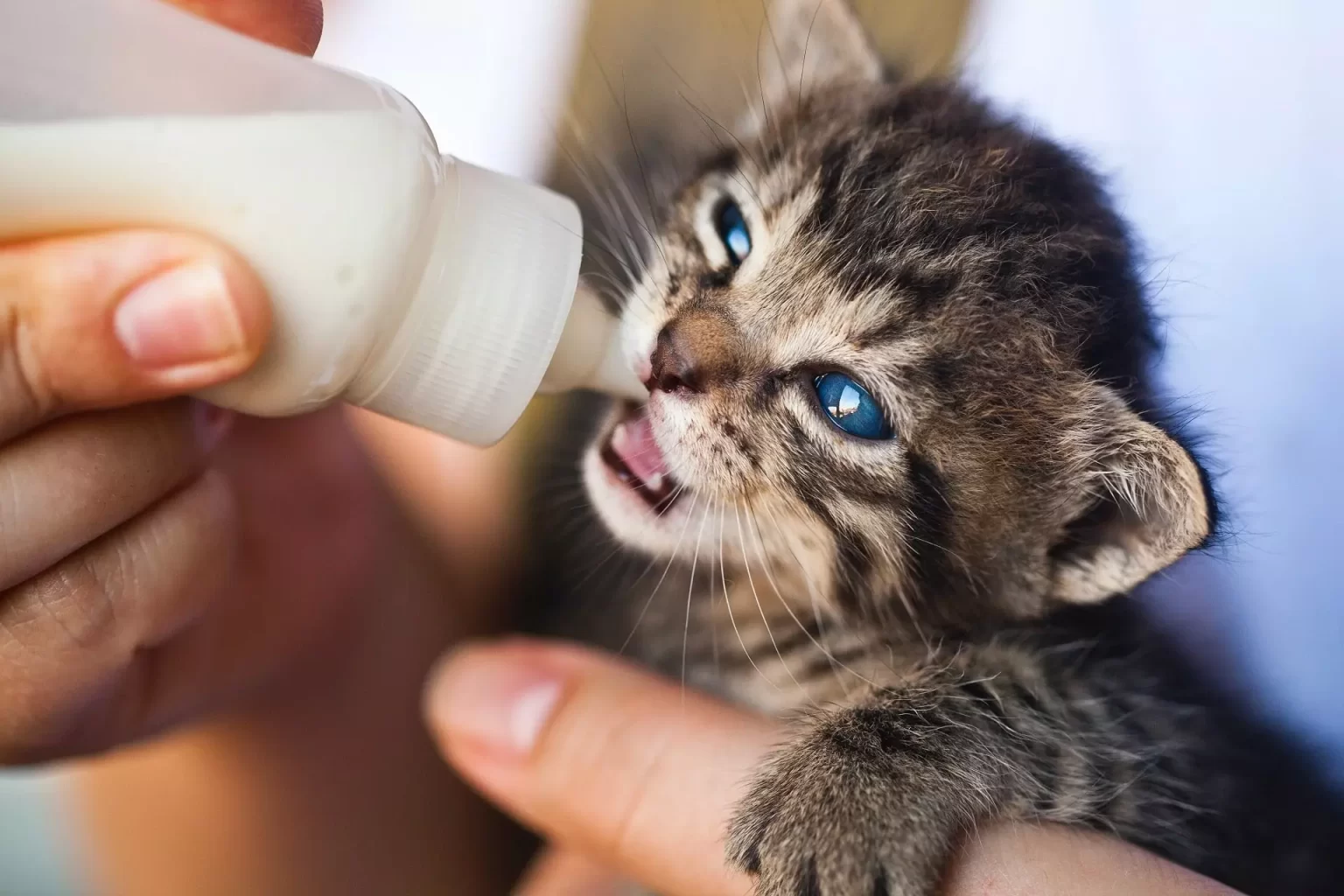Is milk good for cats Roznam Pakistan