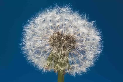 Pollen (herbal plant).