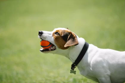 What is the best toy for dog Roznama Pakistan Pets