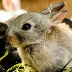 How to offer food to rabbits Discover 30 permitted foods! roznama pakistan