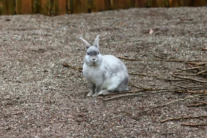 Rabbit Day learn more about this incredible animal