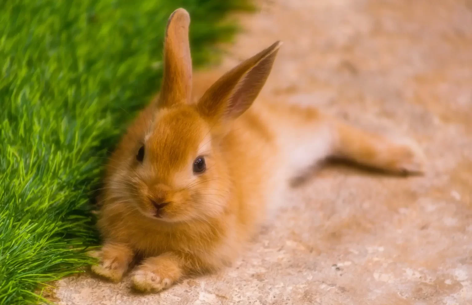 Pet rabbit 6 reasons-to-have one at home roznama pakistan