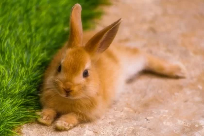 Pet rabbit 6 reasons-to-have one at home roznama pakistan