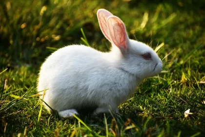 How many days do baby rabbits start eating? roznama pakistan