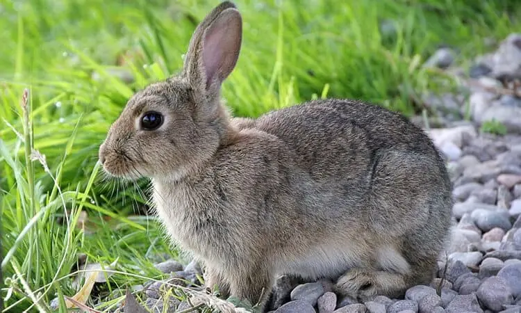 Rabbit reproduction: what you need to know when adopting one roznama pakistan