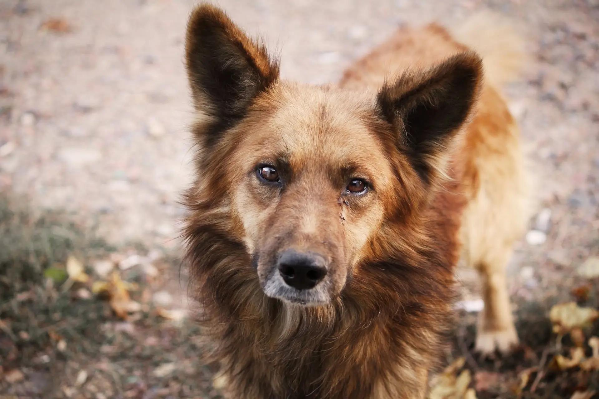 what-are-the-colors-of-stray-dogs-roznama-pakistan