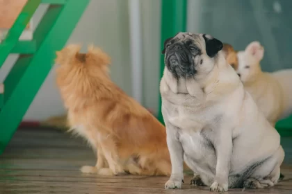 10 dog movies you need to watch!