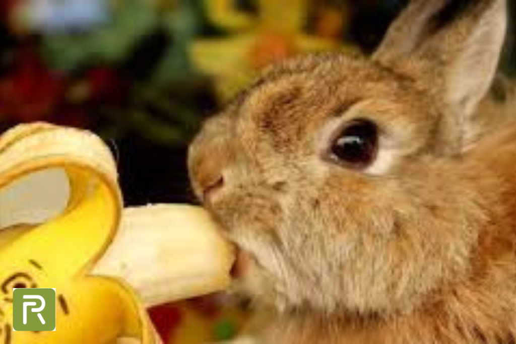 Risks of Feeding Bananas to Rabbits